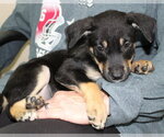 Small #1 Doberman Pinscher Mix