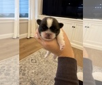 Small #9 Shih Tzu