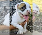 Small Photo #24 American Bulldog Puppy For Sale in MILLS RIVER, NC, USA