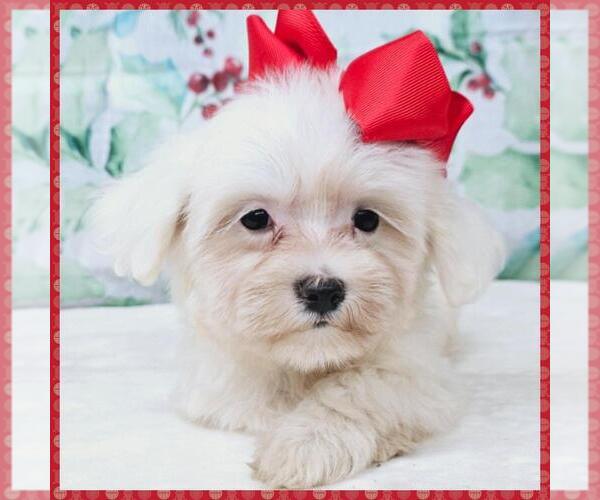 Medium Photo #1 Maltipoo Puppy For Sale in TAYLOR, TX, USA