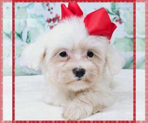 Maltipoo Puppy for Sale in TAYLOR, Texas USA