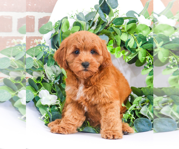Medium Photo #8 Goldendoodle Puppy For Sale in SYRACUSE, IN, USA