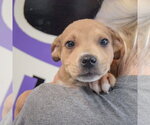Small #5 Jack Russell Terrier Mix