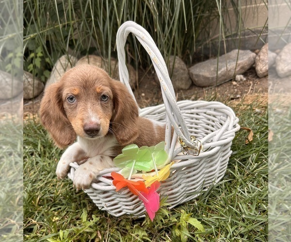 Medium Photo #3 Dachshund Puppy For Sale in MIDDLEBURY, IN, USA