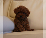 Small #2 Poodle (Toy)