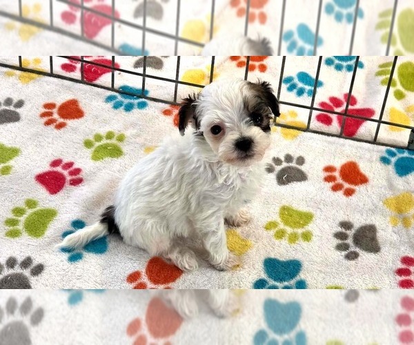 Medium Photo #14 Havapoo Puppy For Sale in ORO VALLEY, AZ, USA