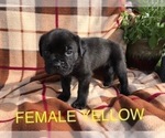 Small Photo #3 Cane Corso Puppy For Sale in GULLIVER, MI, USA