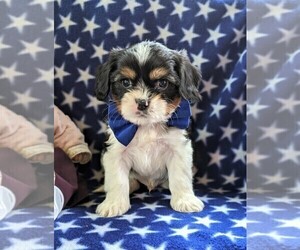 Cava-Tzu Puppy for sale in GLEN ROCK, PA, USA