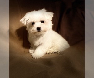 Maltese Litter for sale in AVA, MO, USA