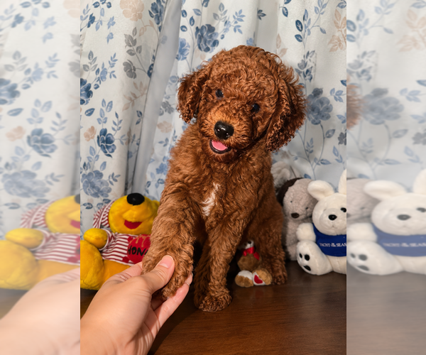 Medium Photo #8 Poodle (Miniature) Puppy For Sale in DURHAM, CT, USA