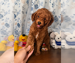 Small #7 Poodle (Miniature)