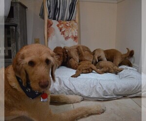 Labradoodle Puppy for sale in PORT SAINT LUCIE, FL, USA
