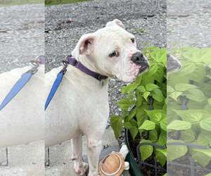 Boxer-Unknown Mix Dogs for adoption in Wakefield, RI, USA