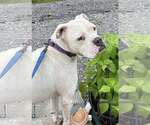Small Boxer Mix