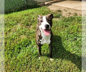 Mutt Dogs for adoption in Springfield, MA, USA