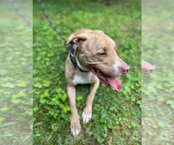 Medium Photo #5 Mutt Puppy For Sale in Lewistown, PA, USA