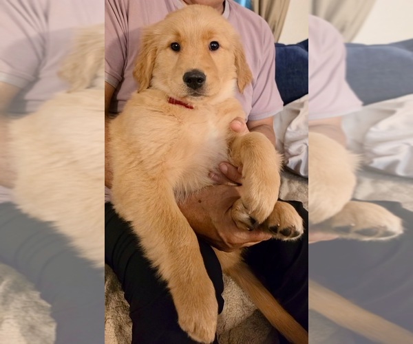 Medium Photo #12 Golden Retriever Puppy For Sale in KISSIMMEE, FL, USA