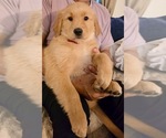 Small #11 Golden Retriever