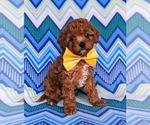 Small Photo #2 Cavapoo-Poodle (Toy) Mix Puppy For Sale in KIRKWOOD, PA, USA