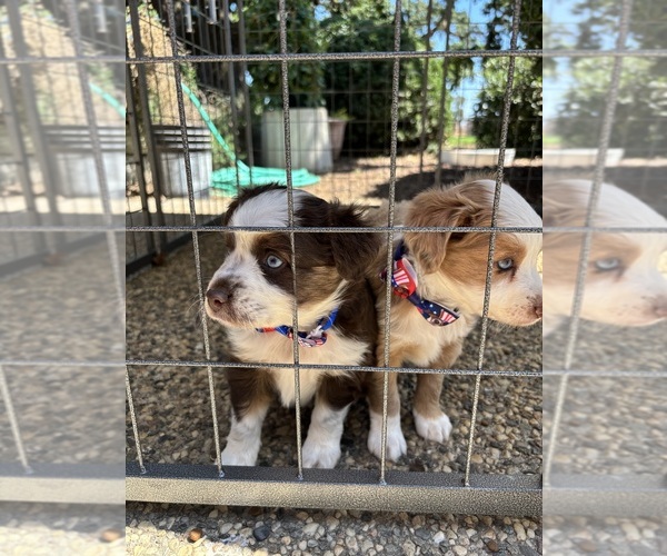 Medium Photo #13 Miniature Australian Shepherd Puppy For Sale in ELK GROVE, CA, USA