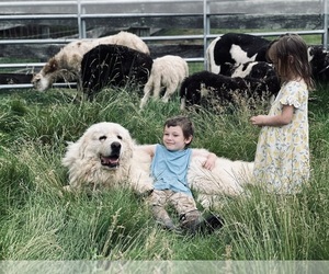 Father of the Great Pyrenees puppies born on 06/03/2025