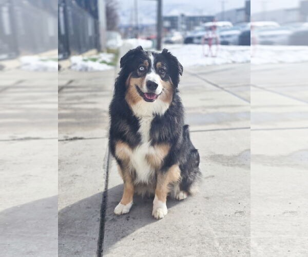 Medium Photo #2 Australian Shepherd-Unknown Mix Puppy For Sale in Sandy, UT, USA
