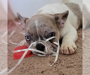 French Bulldog Puppy for sale in TAMPA, FL, USA
