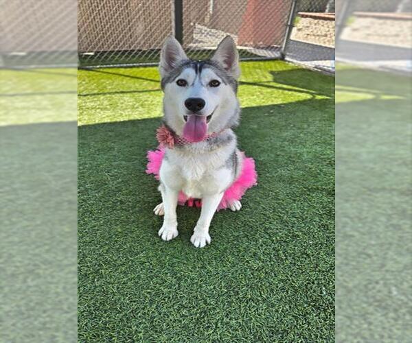 Medium Photo #2 Siberian Husky Puppy For Sale in Downey, CA, USA