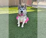 Small #1 Siberian Husky