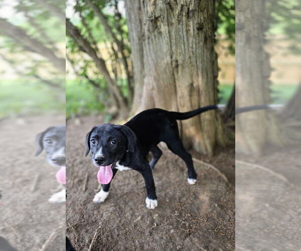 Medium Photo #1 Borador Puppy For Sale in Aurora, IN, USA