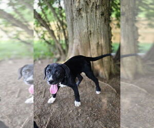 Borador Dogs for adoption in Aurora, IN, USA
