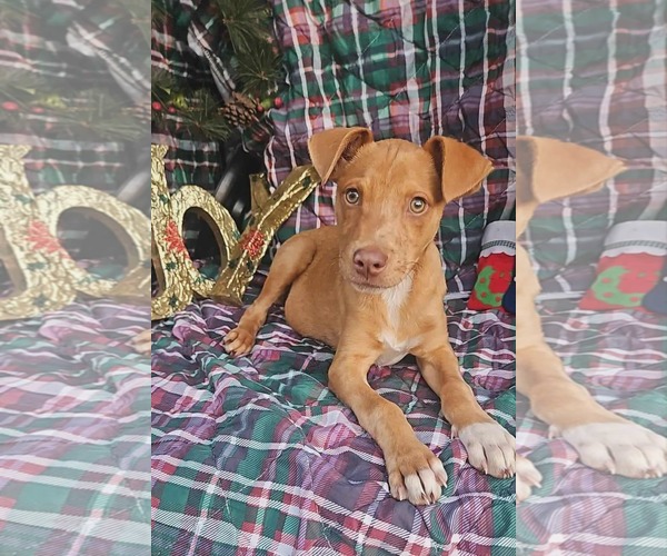 Medium Photo #1 Dachshund-Vizsla Mix Puppy For Sale in Wakefield, RI, USA