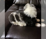 Small Photo #4 Australian Shepherd Puppy For Sale in BOWLING GREEN, KY, USA