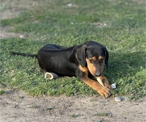 Medium Photo #4 Labrador Retriever-Rhodesian Ridgeback Mix Puppy For Sale in FRESNO, CA, USA
