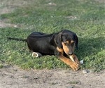 Small #3 Labrador Retriever-Rhodesian Ridgeback Mix