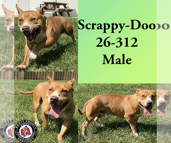 Medium Photo #1 American Pit Bull Terrier-Unknown Mix Puppy For Sale in Georgetown, KY, USA