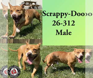 American Pit Bull Terrier-Unknown Mix Dogs for adoption in Georgetown, KY, USA