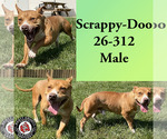 Small American Pit Bull Terrier Mix