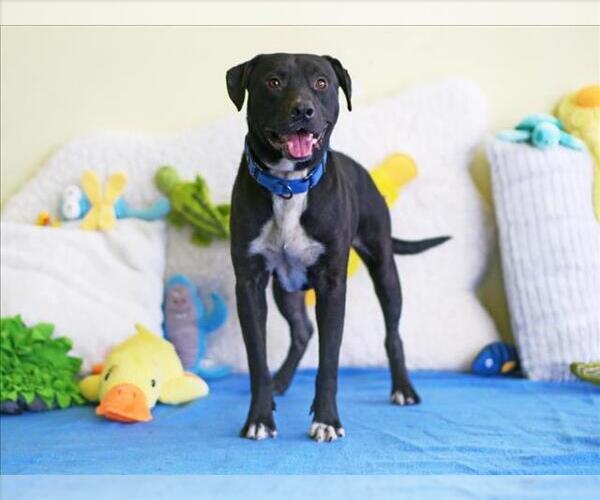 Medium Photo #2 Labrador Retriever-Unknown Mix Puppy For Sale in Tavares, FL, USA