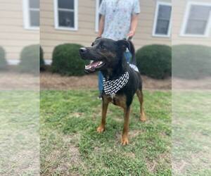 Shepweiller Dogs for adoption in Orangeburg, SC, USA