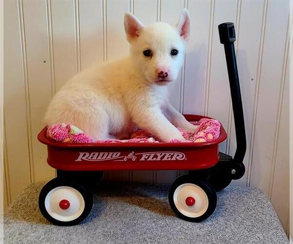 Medium Photo #1 Mutt Puppy For Sale in Camarillo, CA, USA