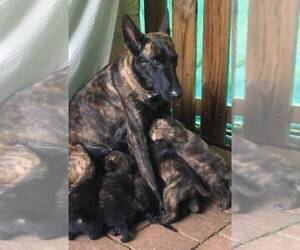 Mother of the Belgian Malinois-Dutch Shepherd Dog Mix puppies born on 12/23/2023