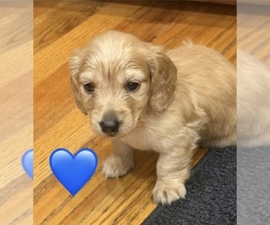 Medium Dachshund
