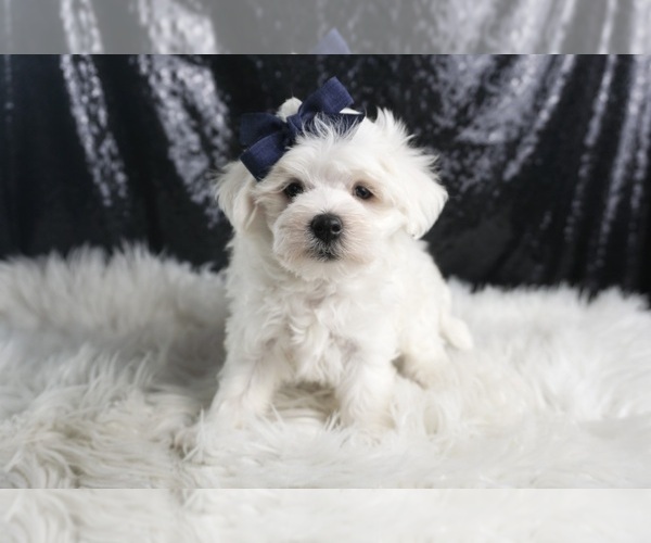 Medium Photo #5 Maltese Puppy For Sale in WARSAW, IN, USA