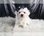 Small Photo #5 Maltese Puppy For Sale in WARSAW, IN, USA