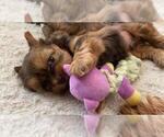 Small Photo #21 Shorkie Tzu Puppy For Sale in EDMOND, OK, USA