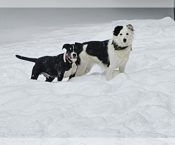 Medium Photo #3 American Pit Bull Terrier-Unknown Mix Puppy For Sale in Croydon, NH, USA