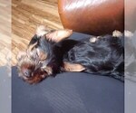 Small Photo #26 Yorkshire Terrier Puppy For Sale in NEVADA, TX, USA