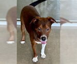 Small #2 Mutt