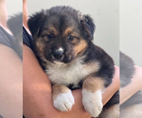 Medium Photo #1 Bernese Mountain Dog-Unknown Mix Puppy For Sale in Dana Point, CA, USA